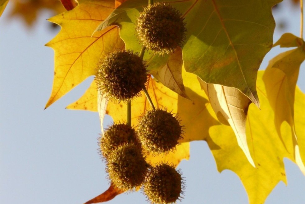 Platanus hispanica - Jardins du Monde.be