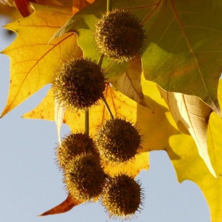 Platanus hispanica - Jardins du Monde.be