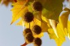 Platanus hispanica - Jardins du Monde.be