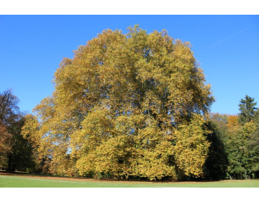 Platanus hispanica - Jardins du Monde.be