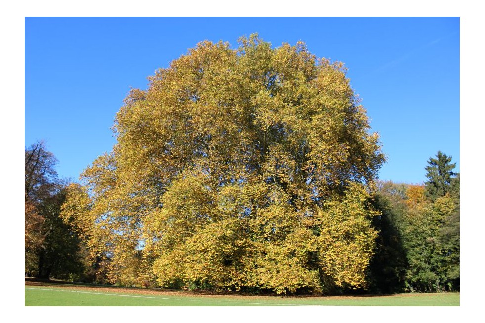 Platanus hispanica - Jardins du Monde.be