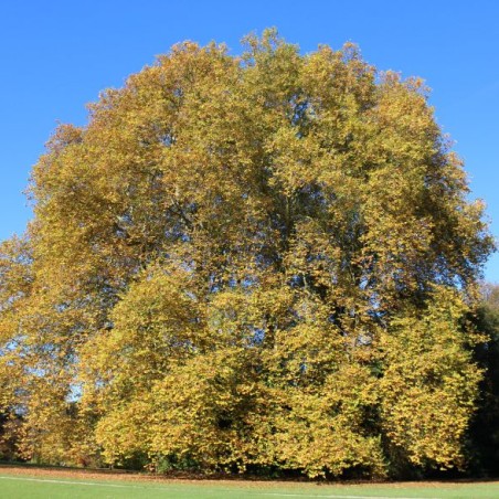 Platanus hispanica - Jardins du Monde.be
