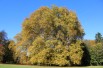 Platanus hispanica - Jardins du Monde.be