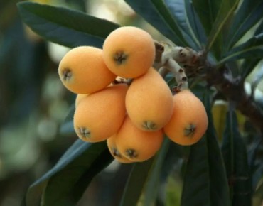 Eriobotrya Japonica - Jardins du Monde.be