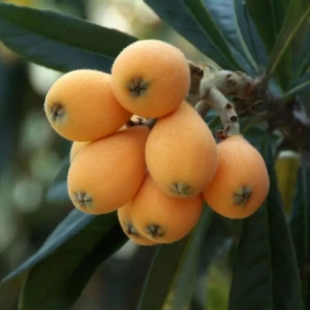 Eriobotrya Japonica - Jardins du Monde.be