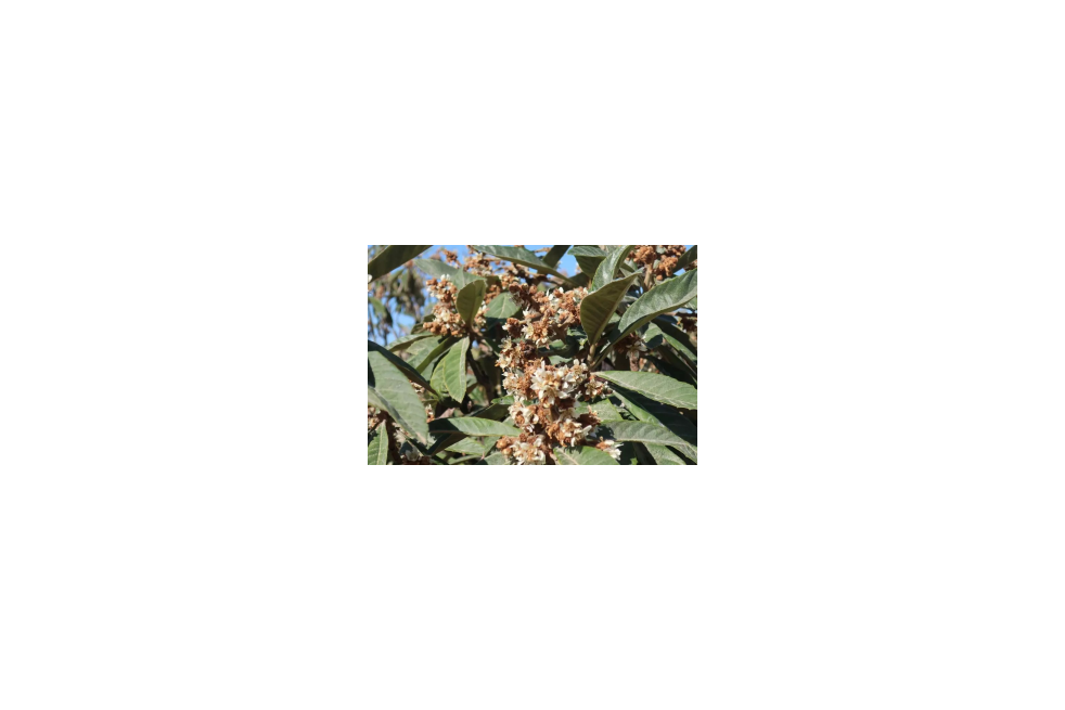 Eriobotrya Japonica - Jardins du Monde.be