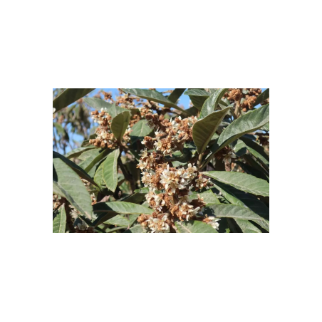 Eriobotrya Japonica - Jardins du Monde.be