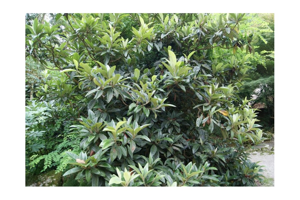 Eriobotrya Japonica - Jardins du Monde.be