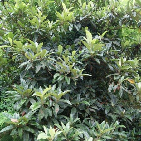 Eriobotrya Japonica - Jardins du Monde.be