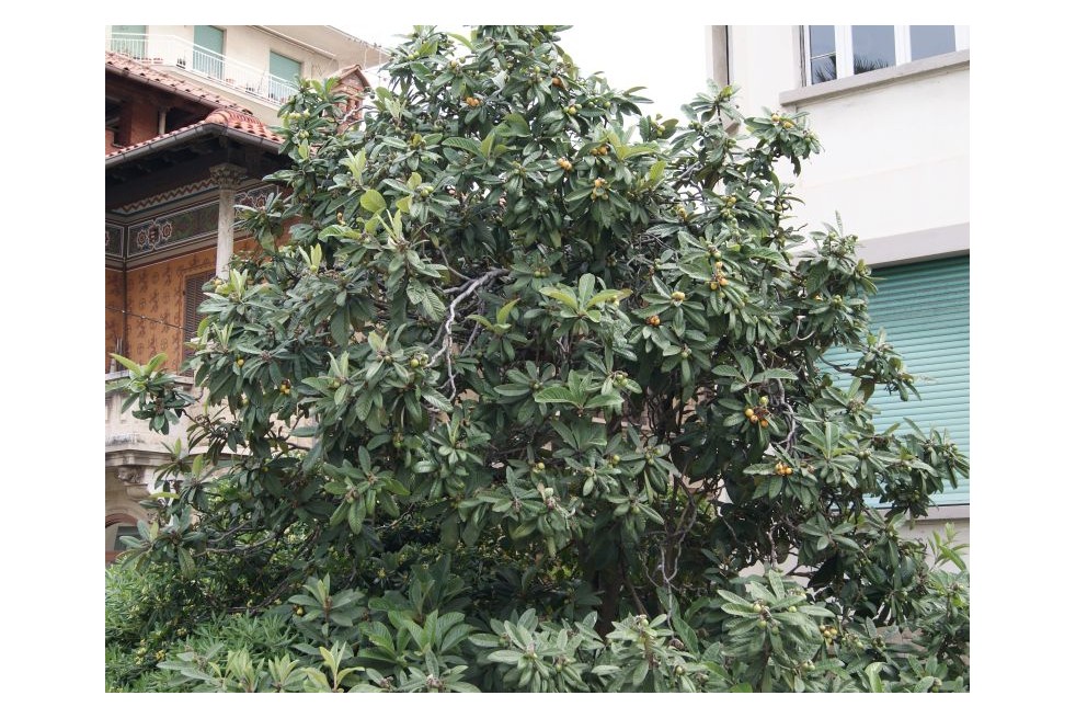 Eriobotrya Japonica - Jardins du Monde.be
