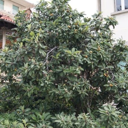 Eriobotrya Japonica - Jardins du Monde.be