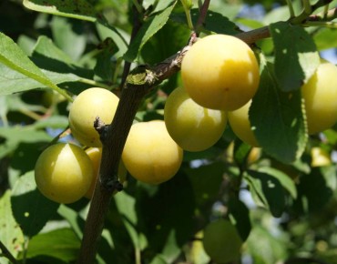 Prunus domestica Mirabelle de Nancy - Jardins du Monde.be