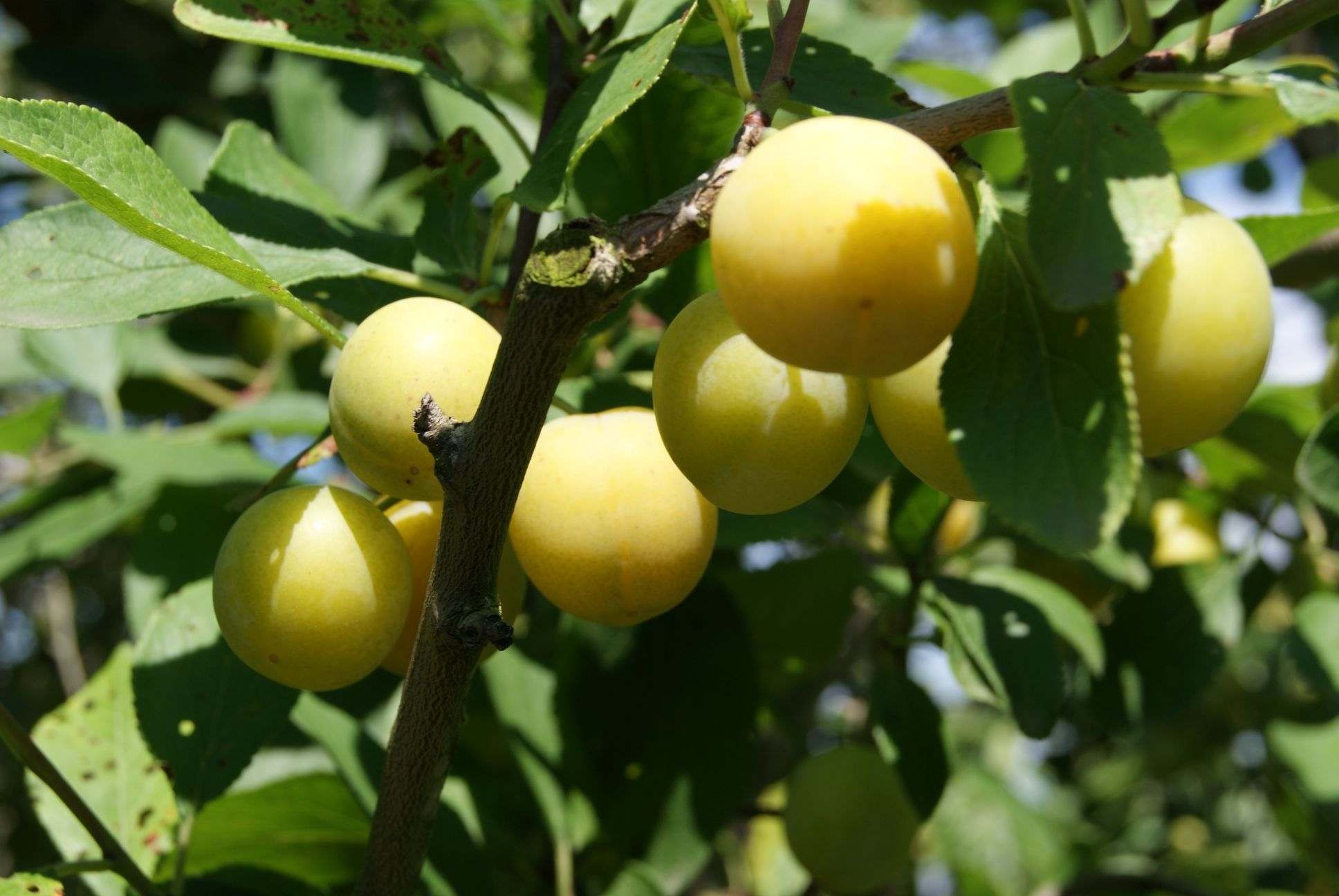 Pruimenboom Mirabelle de Nancy