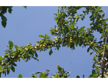 Prunus domestica Mirabelle de Nancy - Jardins du Monde.be