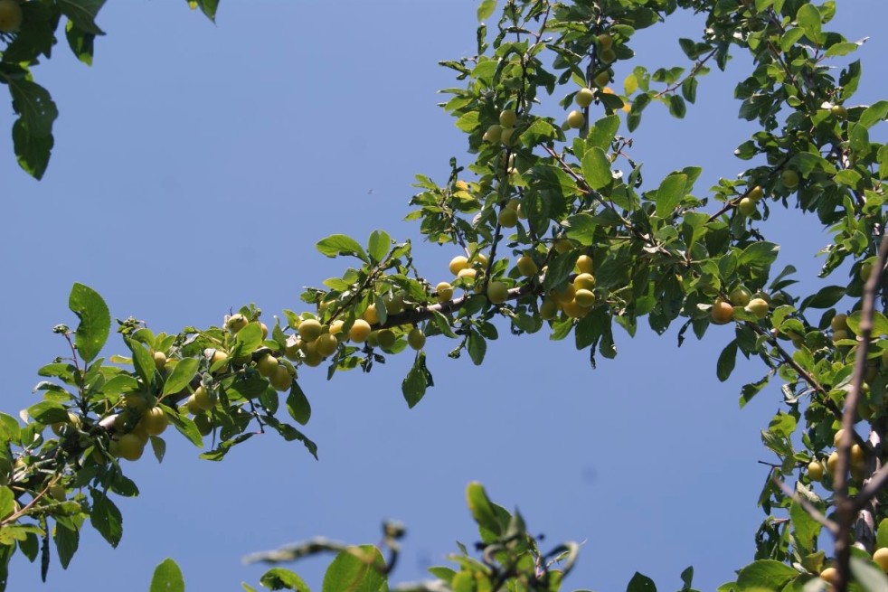 Prunus domestica Mirabelle de Nancy - Jardins du Monde.be Prunus domestica Mirabelle de Nancy - Jardins du Monde.be