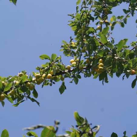 Prunus domestica Mirabelle de Nancy - Jardins du Monde.be