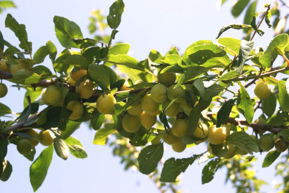 Prunus domestica Mirabelle de Nancy - Jardins du Monde.be Prunus domestica Mirabelle de Nancy - Jardins du Monde.be
