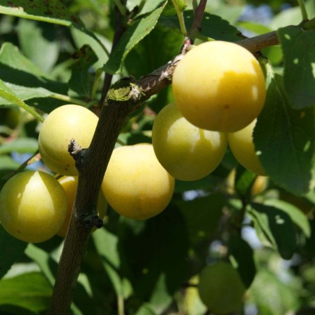 Prunus domestica Mirabelle de Nancy - Jardins du Monde.be