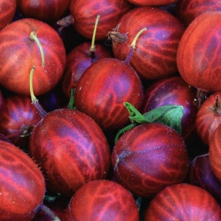 Groseillier à maquereau - Ribes uva-crispa Hinnonmaki Red - Jardins du Monde.be