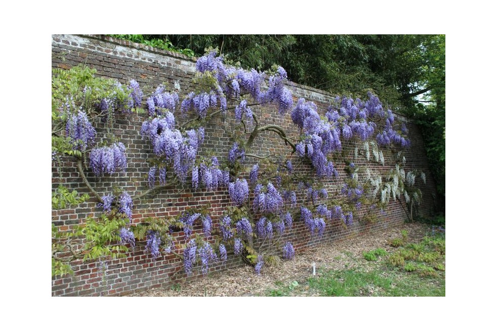 Wisteria Sinensis - Chinese Wisteria -  Jardins du Monde.be