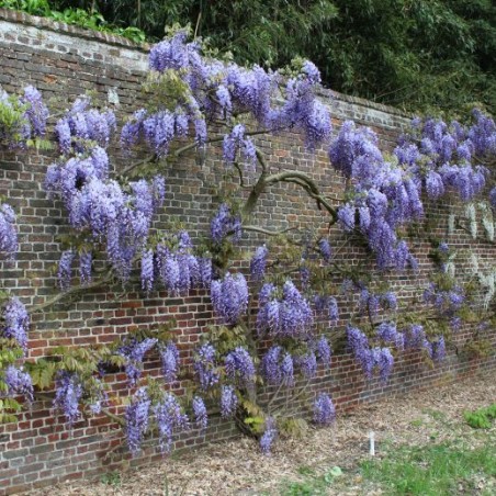 Glycine de Chine - Wisteria Sinensis - Jardins du Monde.be