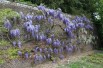 Wisteria Sinensis - Chinese Wisteria -  Jardins du Monde.be