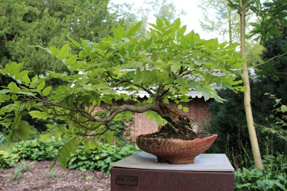Wisteria Sinensis - Chinese Wisteria -  Jardins du Monde.be