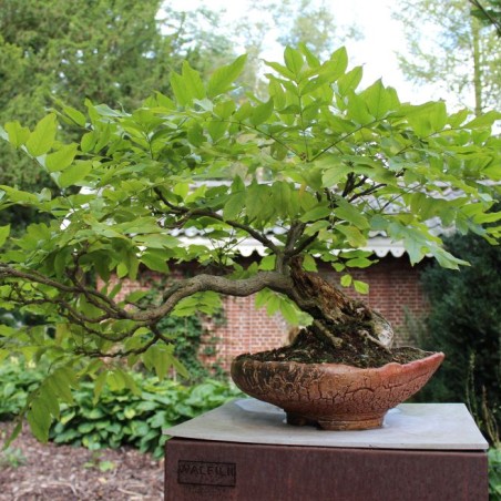 Glycine de Chine - Wisteria Sinensis - bonzai - Jardins du Monde.be