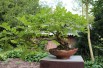 Wisteria Sinensis - Chinese Wisteria -  Jardins du Monde.be