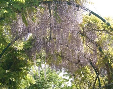 Glycine de Chine - Wisteria Sinensis - Jardins du Monde.be