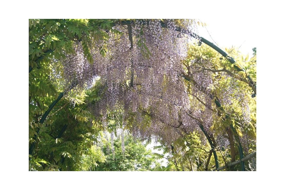 Wisteria Sinensis - Chinese Wisteria -  Jardins du Monde.be
