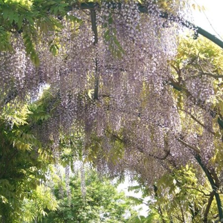 Wisteria Sinensis - Blauregen -  Jardins du Monde.be