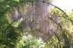 Wisteria Sinensis - Blauregen -  Jardins du Monde.be Wisteria Sinensis - Blauregen -  Jardins du Monde.be