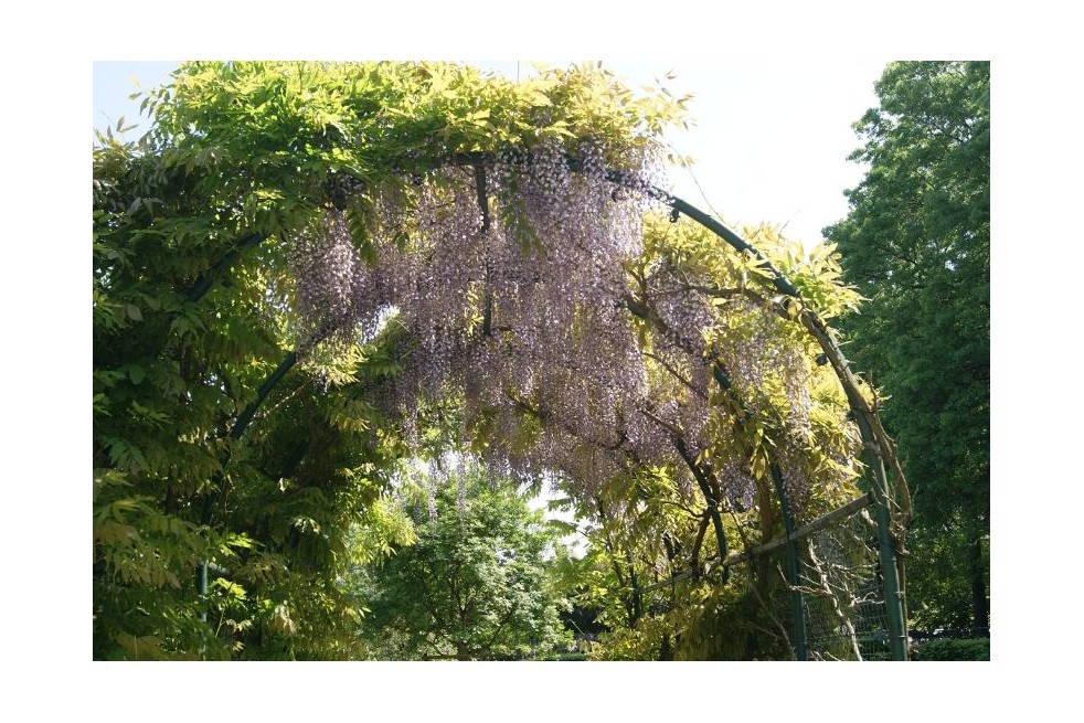 Wisteria Sinensis - Chinese Wisteria -  Jardins du Monde.be