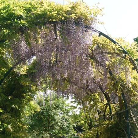 Wisteria Sinensis - Blauregen -  Jardins du Monde.be