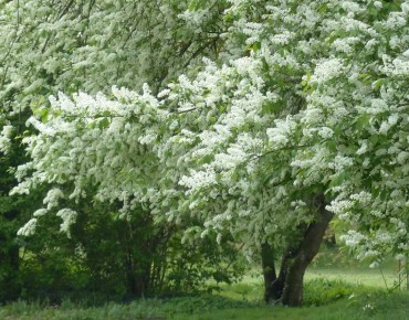 Traubenkirsche - Prunus padus - Jardins du Monde.be