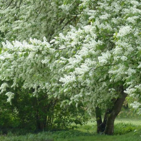 Arbre à muguet - Prunus padus - Jardins du Monde.be