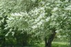 Vogelkers - Prunus padus - Jardins du Monde.be
