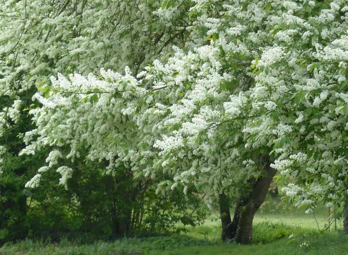 Bird Cherry