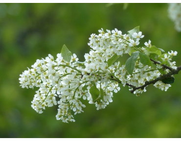 Arbre à muguet - Prunus padus - Jardins du Monde.be
