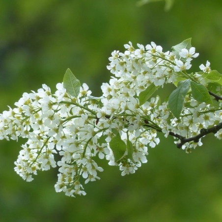 Traubenkirsche - Prunus padus - Jardins du Monde.be