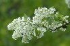 Vogelkers - Prunus padus - Jardins du Monde.be