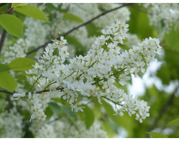 Arbre à muguet - Prunus padus - Jardins du Monde.be