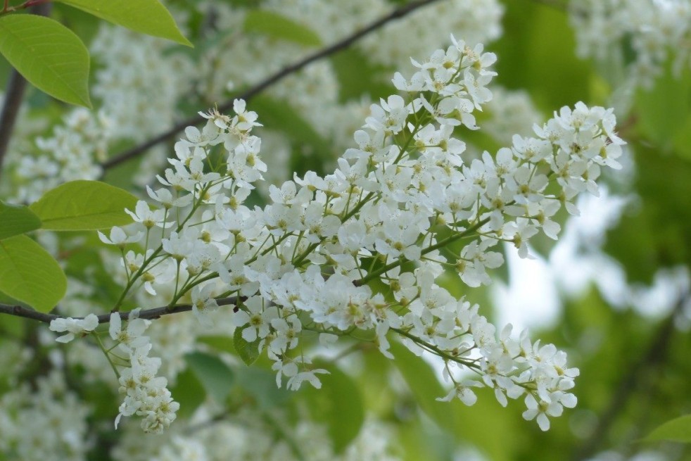Vogelkers - Prunus padus - Jardins du Monde.be