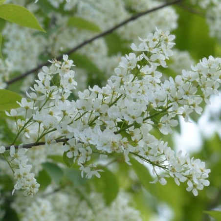 Arbre à muguet - Prunus padus - Jardins du Monde.be