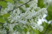 Vogelkers - Prunus padus - Jardins du Monde.be