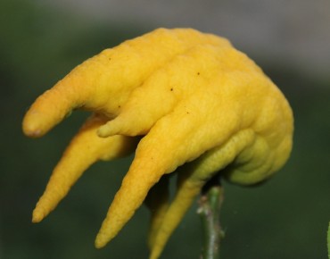 Buddha's hand - Citrus Medica Sarcodactylis - fruit - Jardins du Monde.be