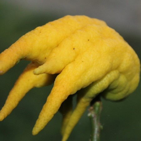 Buddha's hand - Citrus Medica Sarcodactylis - fruit - Jardins du Monde.be
