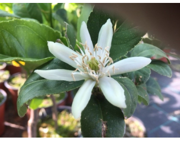 Zitronenbaum Buddhas Hand - Citrus Medica Sarcodactylis - Blume - Jardins du Monde.be