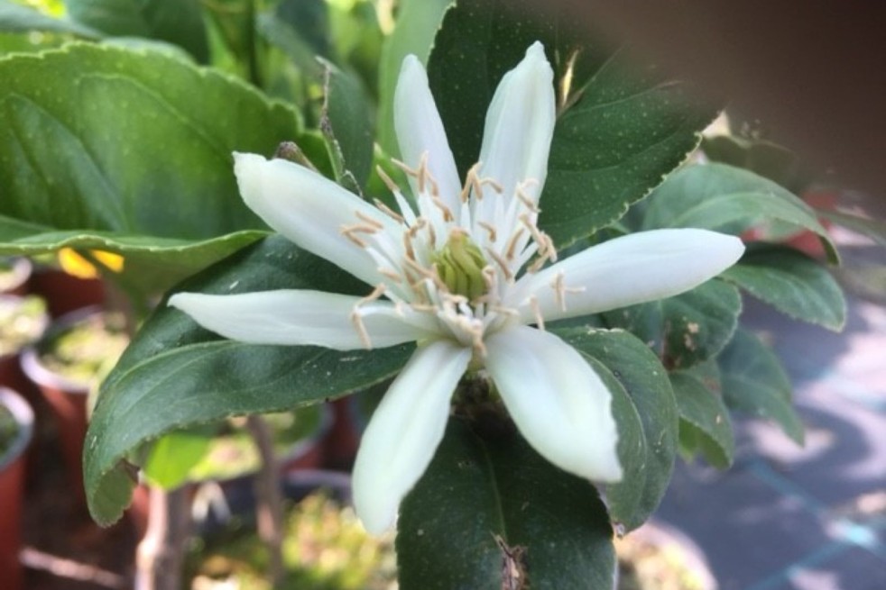 Zitronenbaum Buddhas Hand - Citrus Medica Sarcodactylis - Blume - Jardins du Monde.be